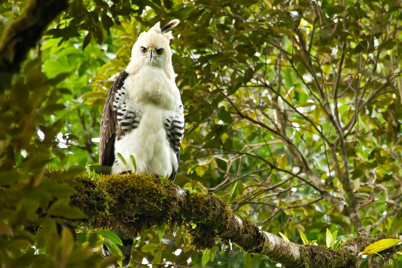Ornate Hawk Eagle Juvenile