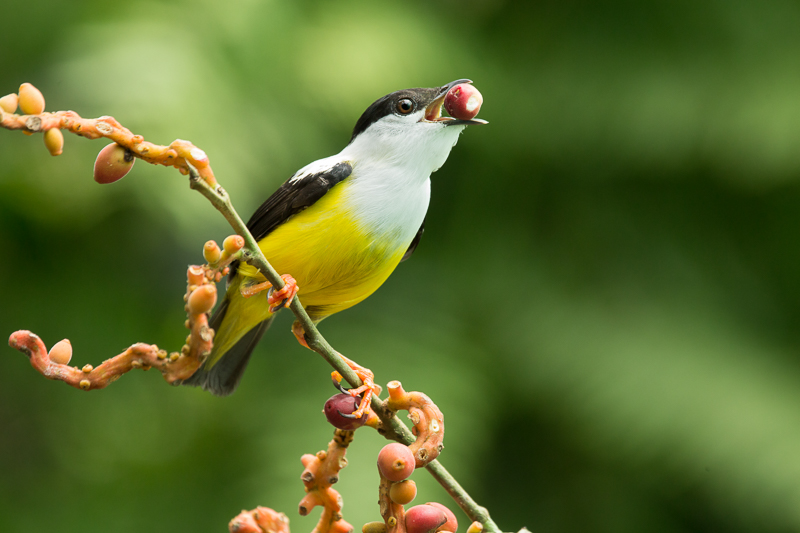 White-collared Manakin (Manacus candei) male feeding from fruits at the lowlands of Costa Rica.