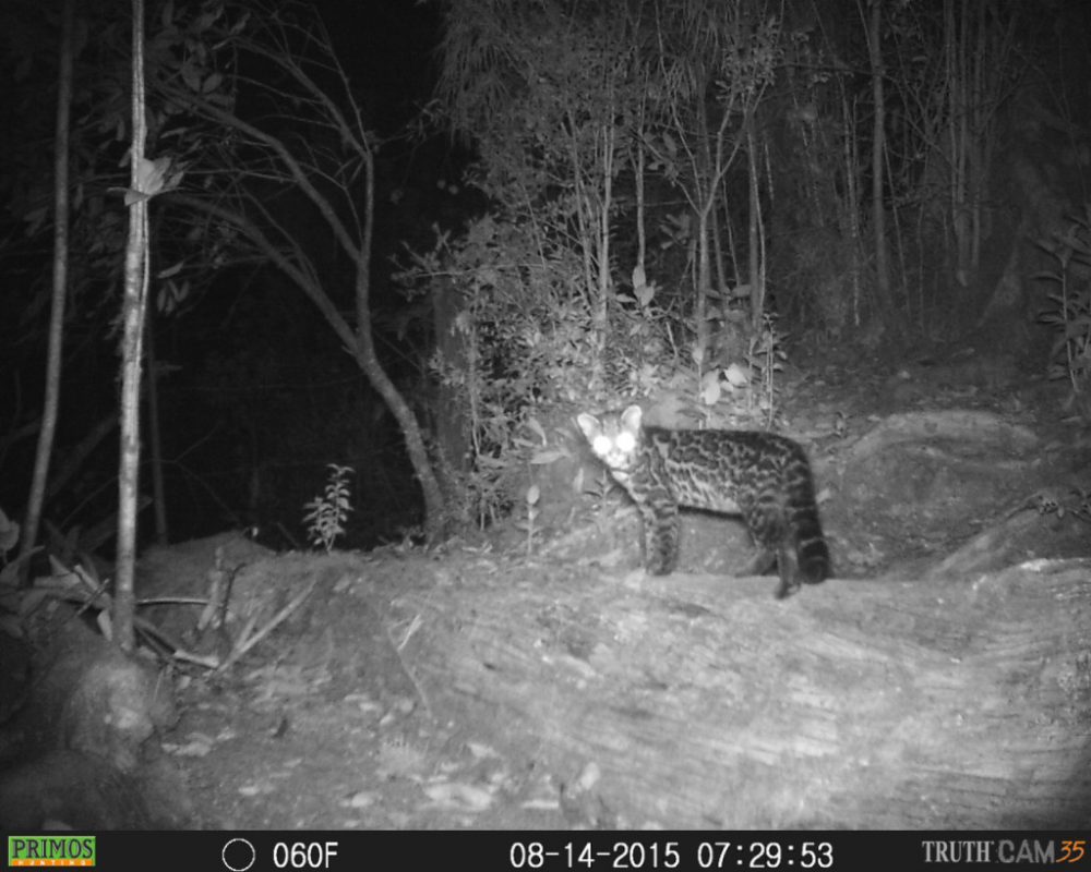 Oncilla at the highlands of Costa Rica