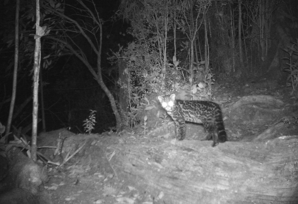 Oncilla at the highlands of Costa Rica