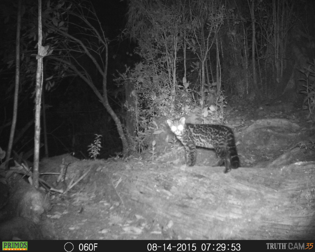 Oncilla (leopardus tigrinus) at the highlands of Costa Rica