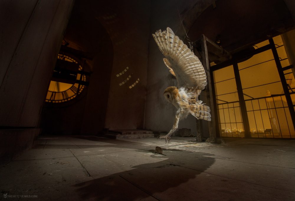 Barn Owl (Tyto alba) hunting at a church bell tower at Heredia Costa Rica. Barn Owls are nature's best pest control. It was recorded that after two years, 18 mating pairs of owls had moved in and removed over 25,000 rodents from the property. One reason barn owls in particular make good pest removers is their wide range of habitats. The owls are found from fields to forests in the Americas, Europe, Africa, India, Southeast Asia, and Australia.