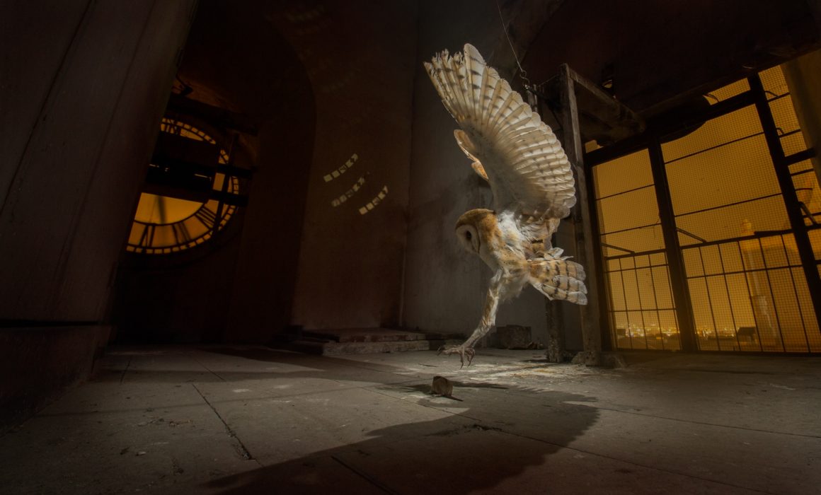 Barn Owl (Tyto alba) hunting at a church bell tower at Heredia Costa Rica. Barn Owls are nature's best pest control. It was recorded that after two years, 18 mating pairs of owls had moved in and removed over 25,000 rodents from the property. One reason barn owls in particular make good pest removers is their wide range of habitats. The owls are found from fields to forests in the Americas, Europe, Africa, India, Southeast Asia, and Australia.