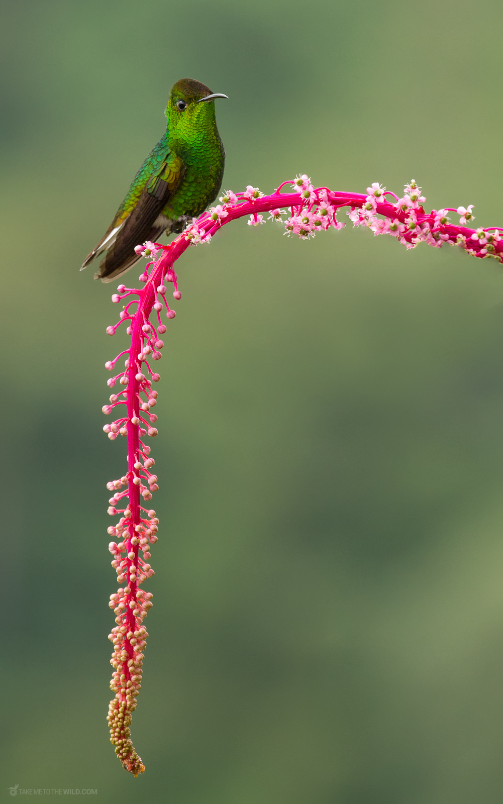 Coppery-headed Emerald, endemic from Costa Rica. Perched on flowers at Cinchona, Costa Rica.