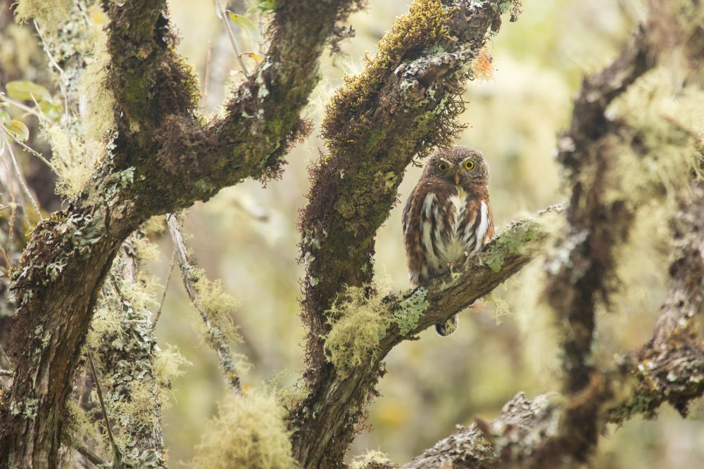 Costa Rican pygmy owl(Glaucidium costaricanum) on mossy branches