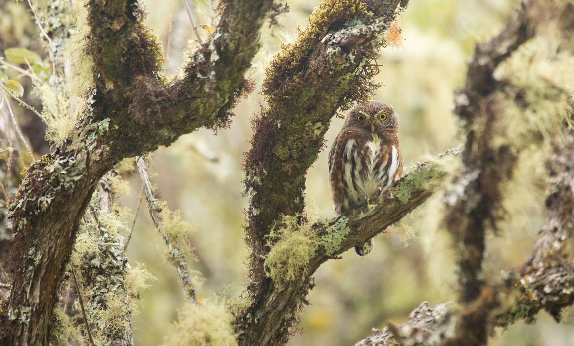 Costa Rican pygmy owl(Glaucidium costaricanum) on mossy branches