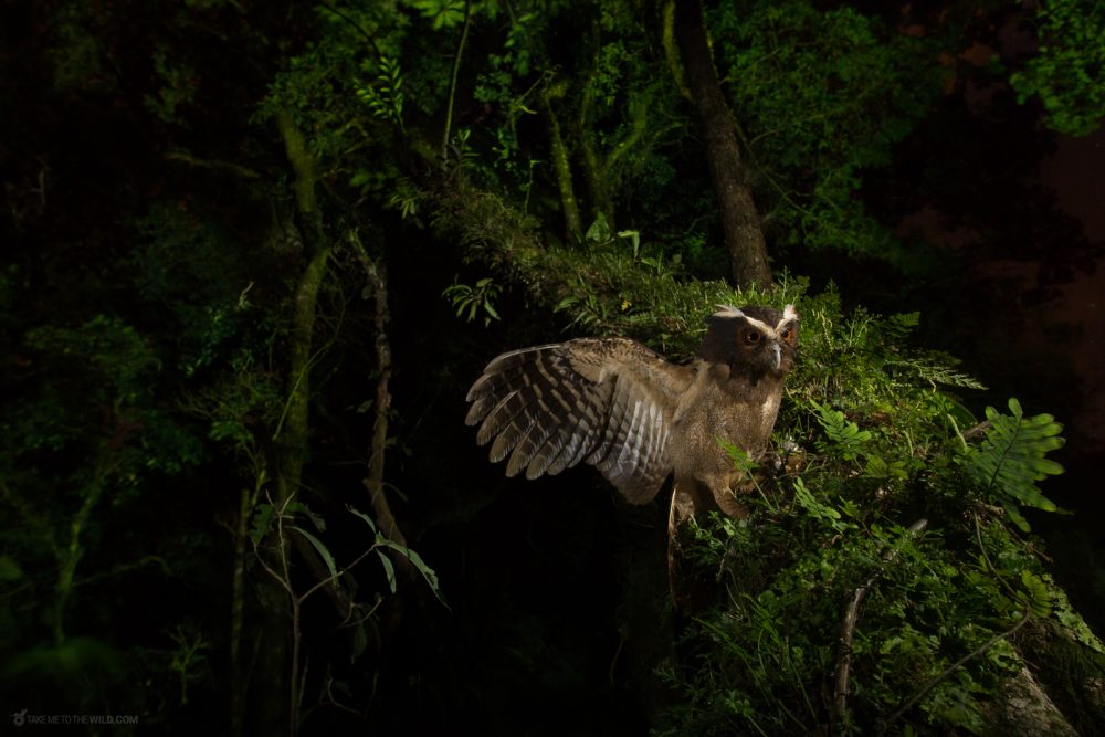 Crested Owl (Lophostrix cristata) at night, in Cinchona, Costa Rica