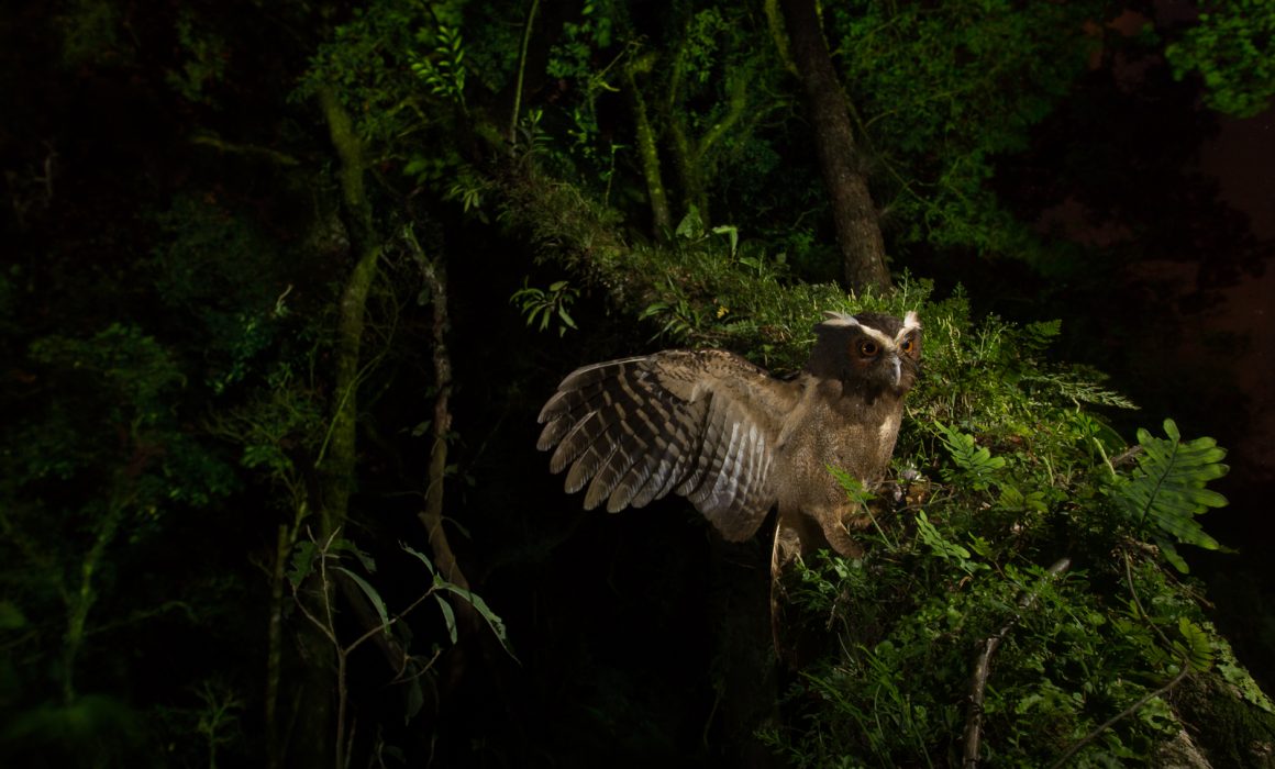 Crested Owl (Lophostrix cristata) at night, in Cinchona, Costa Rica