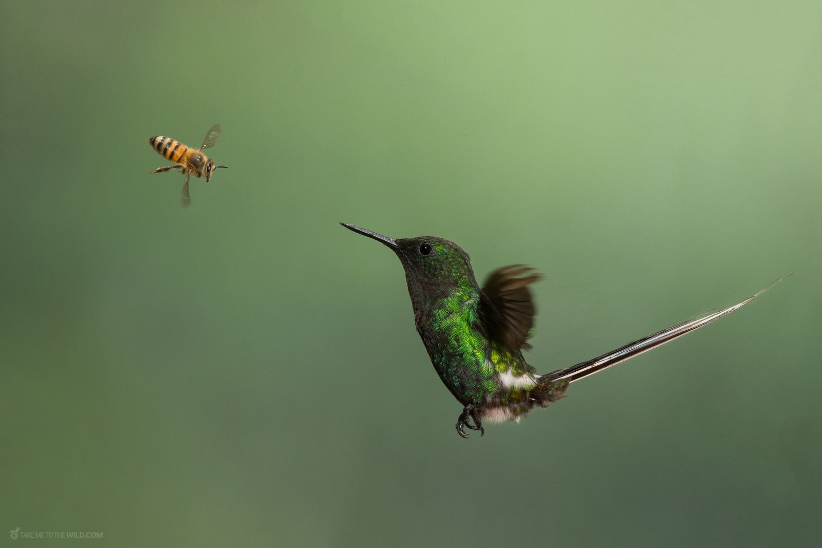 Colibrí - Perderte para encontrarme o viceversa. #BridaF