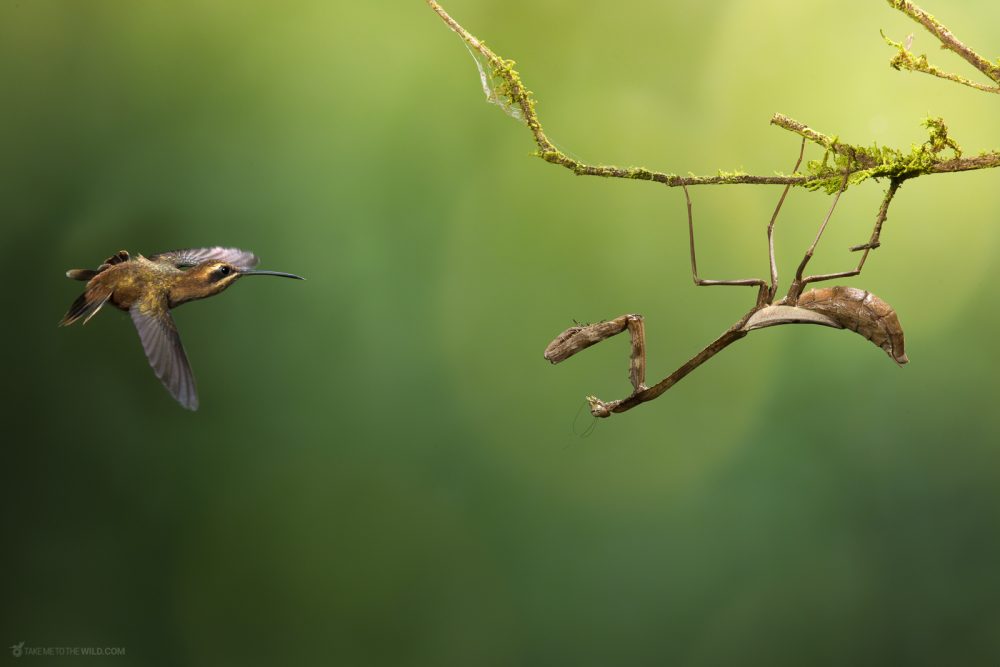Stripe-throated Hermit (Phaethornis striigularis) Hummingbird defending its territory against Praying Mantis at the lowlands of Costa Rica.