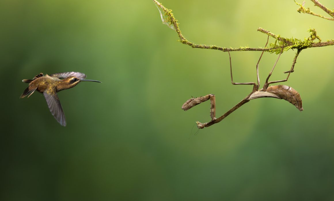 Stripe-throated Hermit (Phaethornis striigularis) Hummingbird defending its territory against Praying Mantis at the lowlands of Costa Rica.