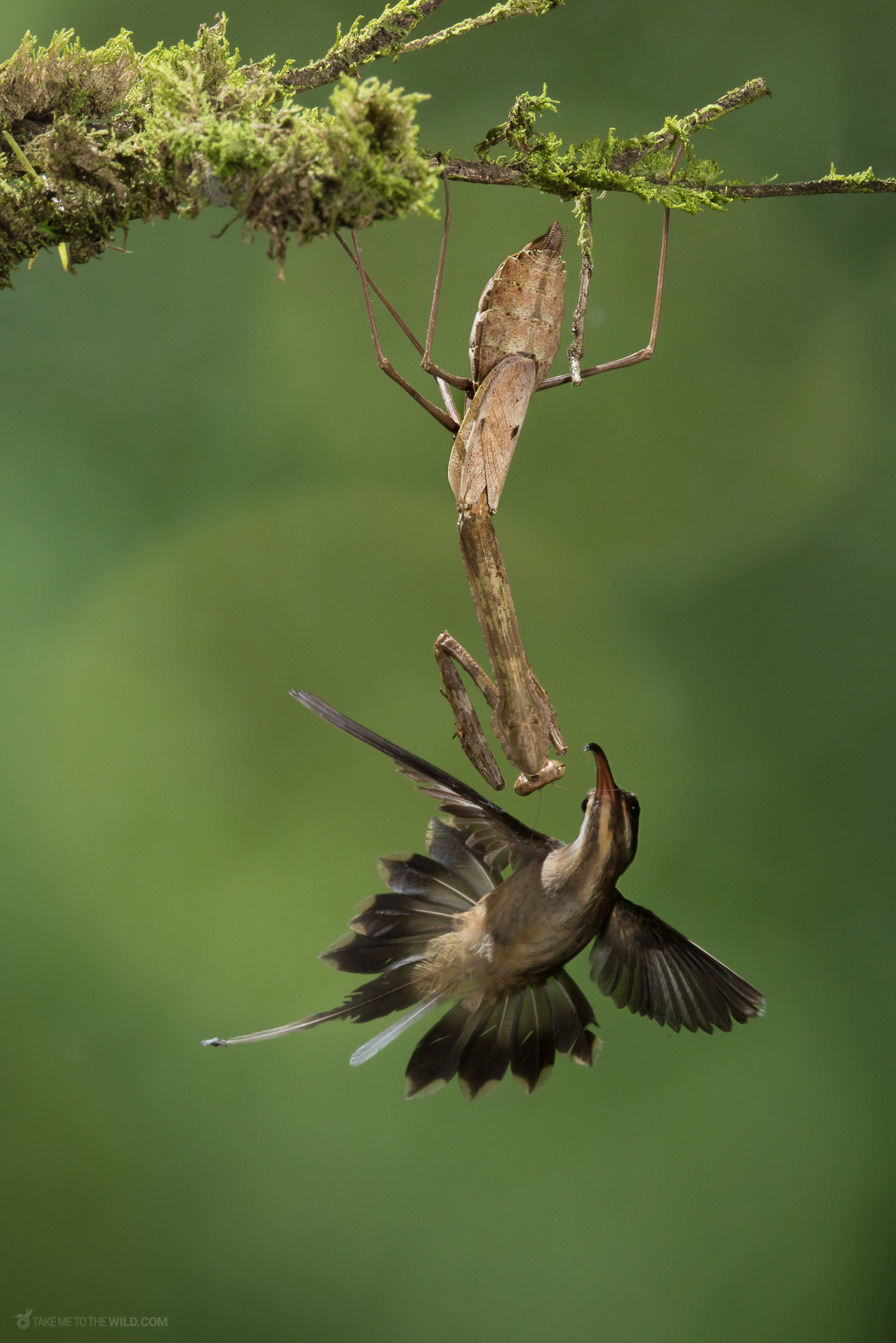 Long-billed Hermit (Phaethornis longirostris) pushing out of its terrytory a Mantis at the lowlands of Costa Rica