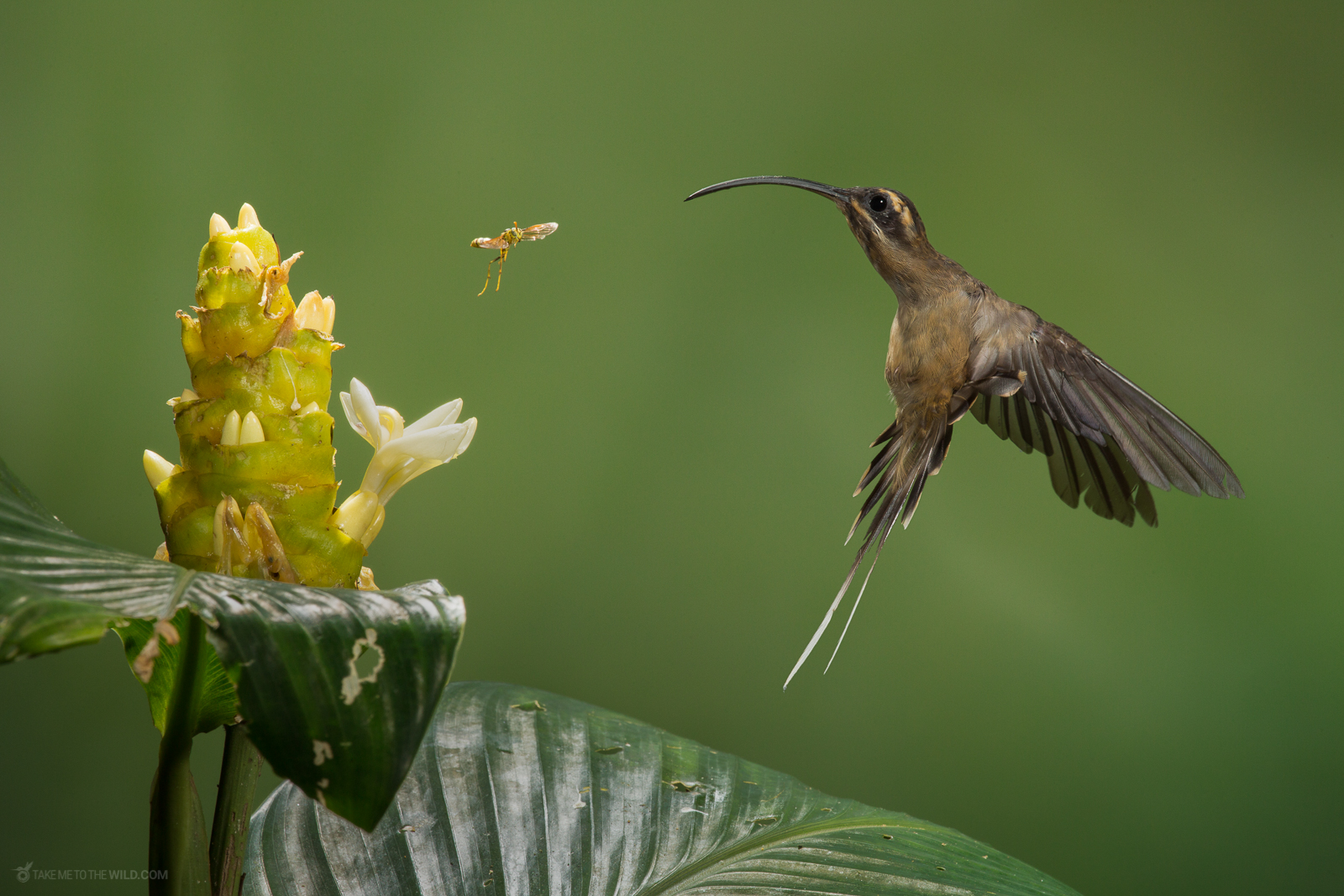 Long-billed Hermit (Phaethornis longirostris) fighting a bee at the lowlands of Costa Rica