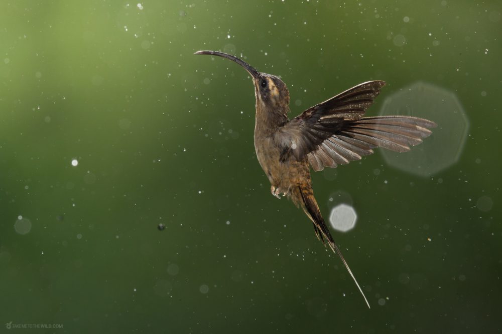 Long-billed Hermit (Phaethornis longirostris) in flight under the rain at the low lands of Costa Rica.