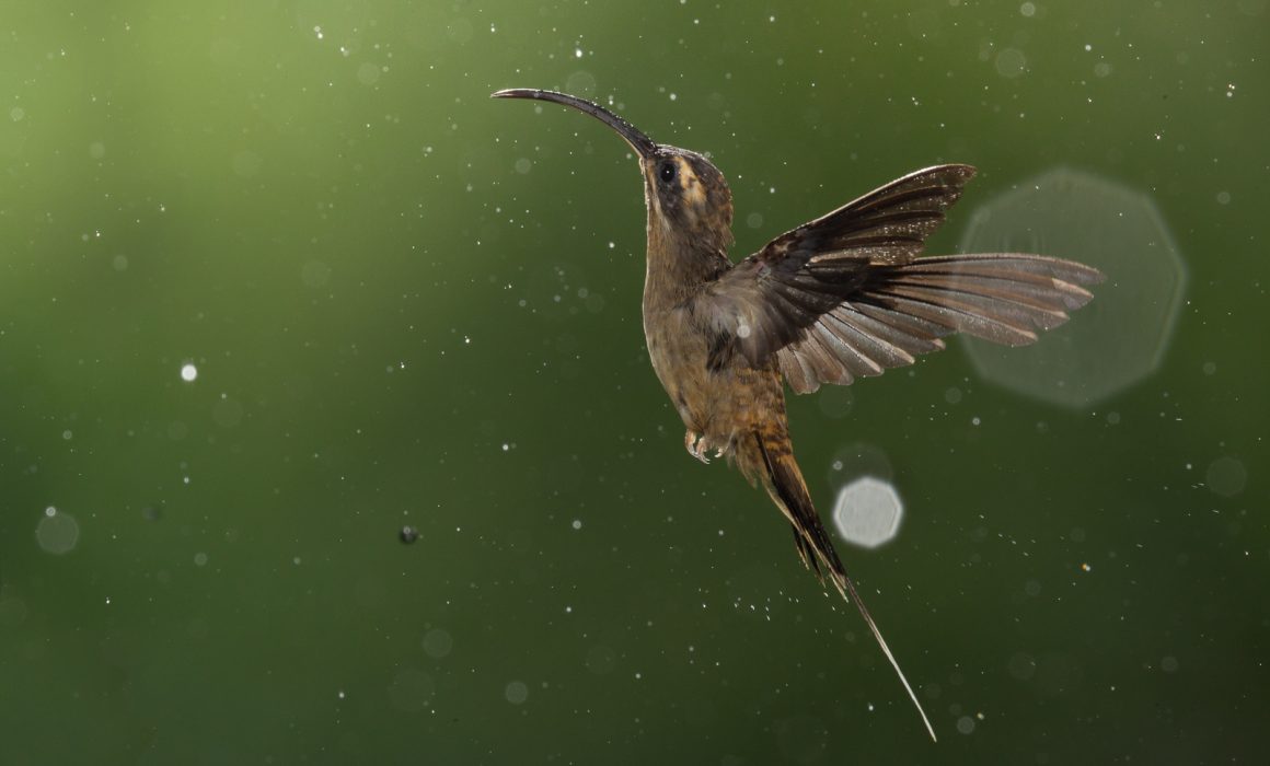 Long-billed Hermit (Phaethornis longirostris) in flight under the rain at the low lands of Costa Rica.