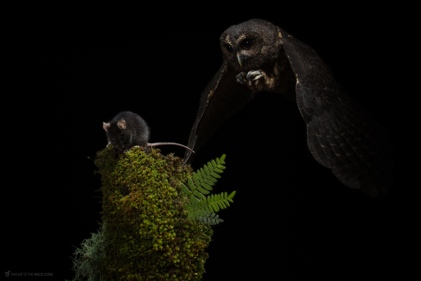 Mottled Owl (Ciccaba virgata) hunting at night in the highlands of Costa Rica.