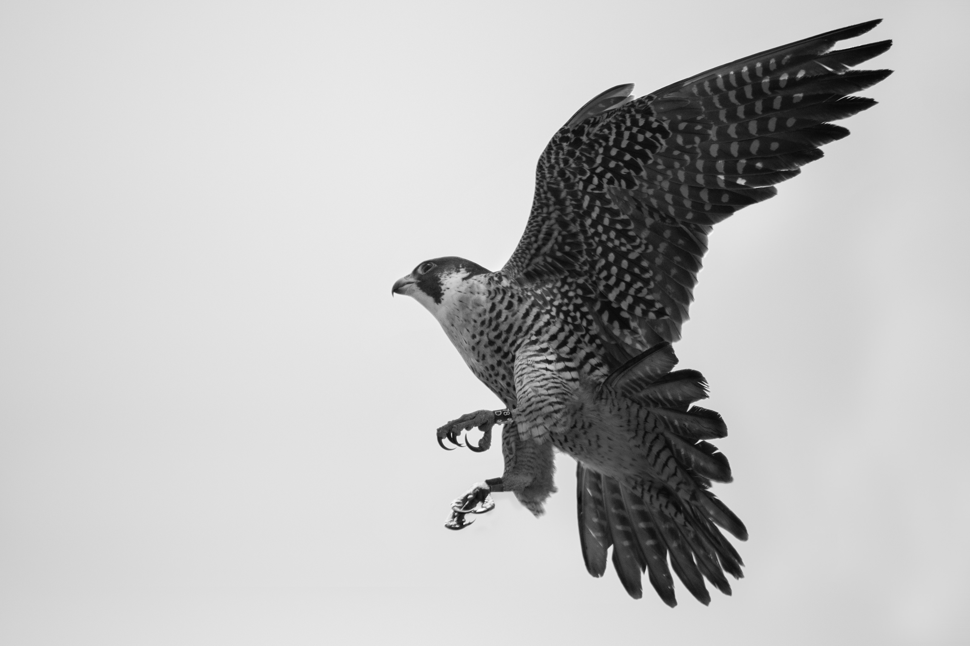 Peregrine Falcon (Falco peregrinus) at flight in Heredia, Costa Rica(Notice the banding on the legs)