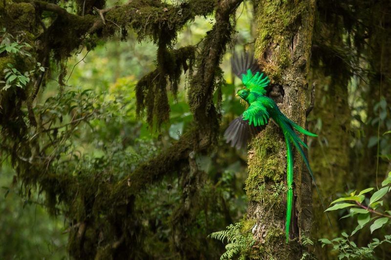 Resplendent Quetzal (Pharomachrus mocinno) feeding chick in nest Feature