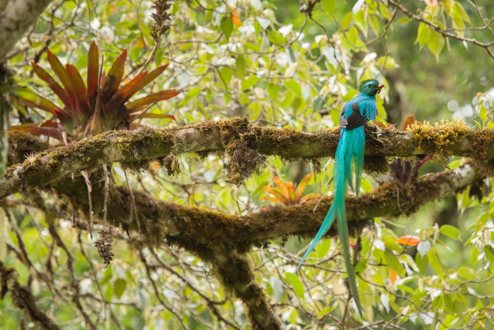 Resplendent Quetzal (Pharomachrus mocinno) with cricket at the highlands of Costa Rica, Cerro de la muerte, San Gerardo de Dota