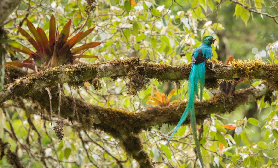 Resplendent Quetzal (Pharomachrus mocinno) with cricket at the highlands of Costa Rica, Cerro de la muerte, San Gerardo de Dota