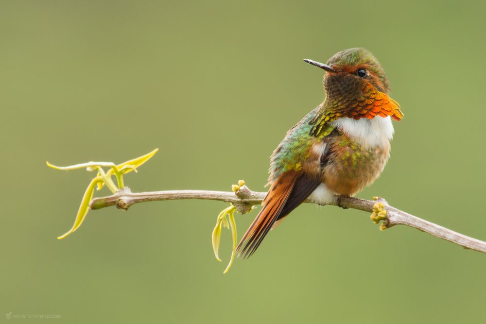Scintillant Hummingbird (Selasphorus scintilla) male perched on a branch at the highlands of Costa Rica