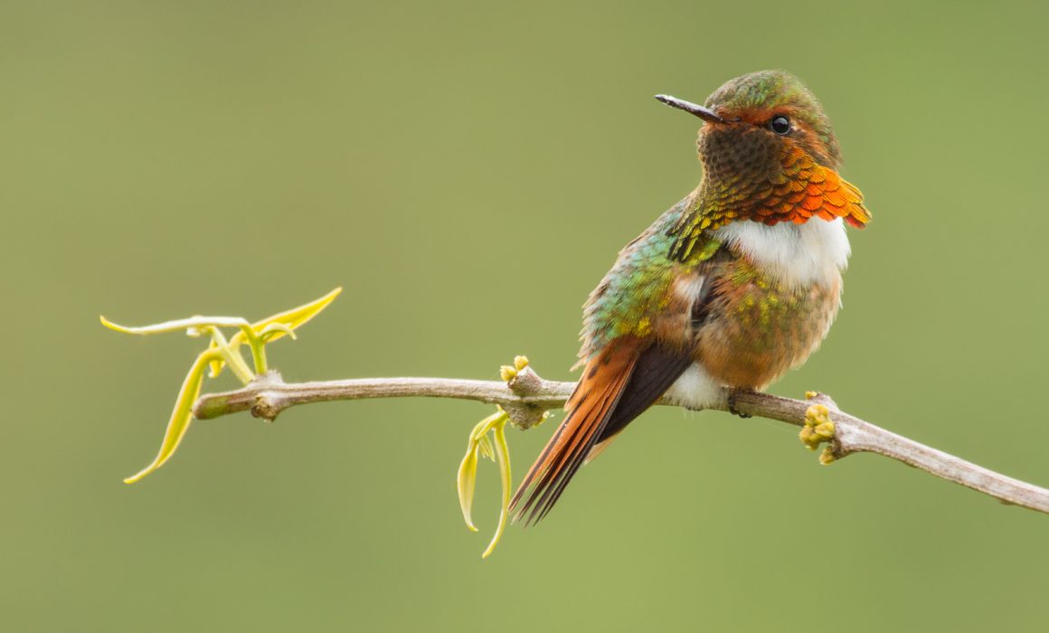 Scintillant Hummingbird (Selasphorus scintilla) male perched on a branch at the highlands of Costa Rica