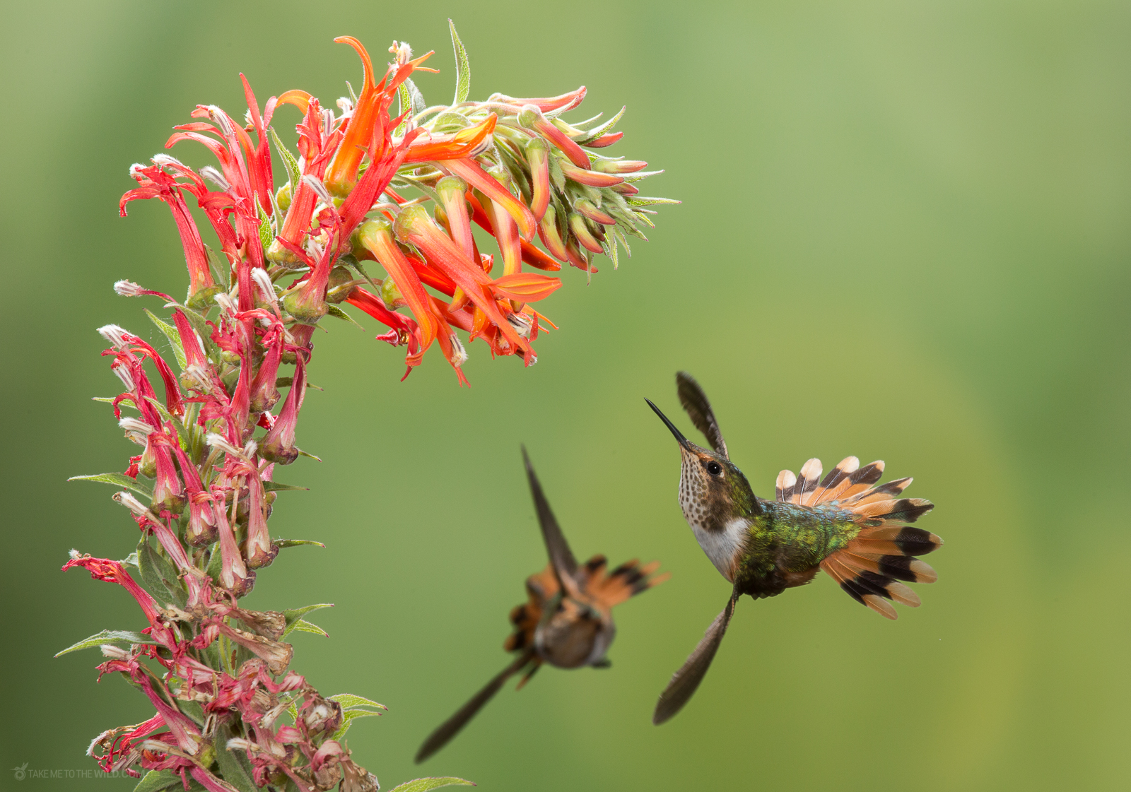 Scintillant Hummingbird (Selasphorus scintilla) females feeding from flowers in flight the Highlands of Costa Rica. The scintillant hummingbird is the smallest hummingbird in Costa Rica, measuring on ly 6.5–8 cm (2.6–3.1 in) long, including the bill
