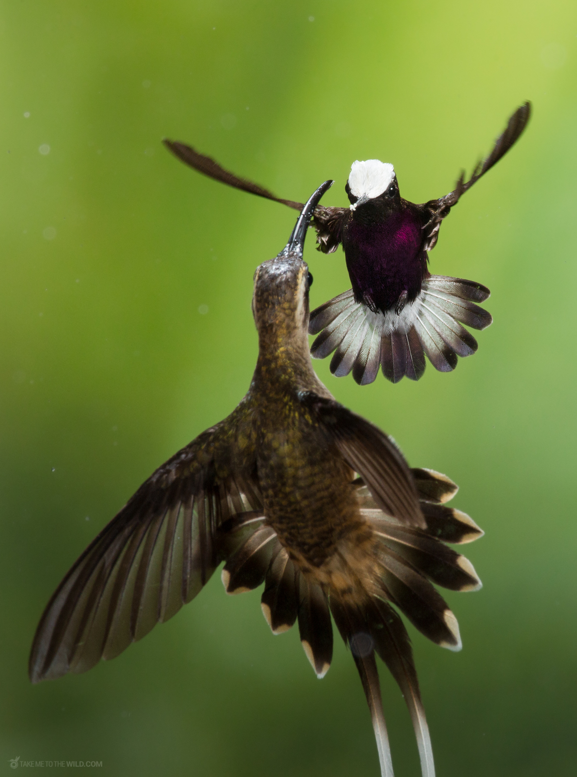 Snowcap (Microchera albocoronata) male defending his territory in flight at the low lands of Costa Rica, Guapiles, Cope Wildlife