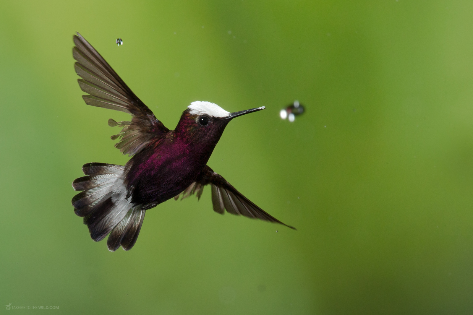 Snowcap (Microchera albocoronata) in flight under the rain with water drop at the low lands of Costa Rica