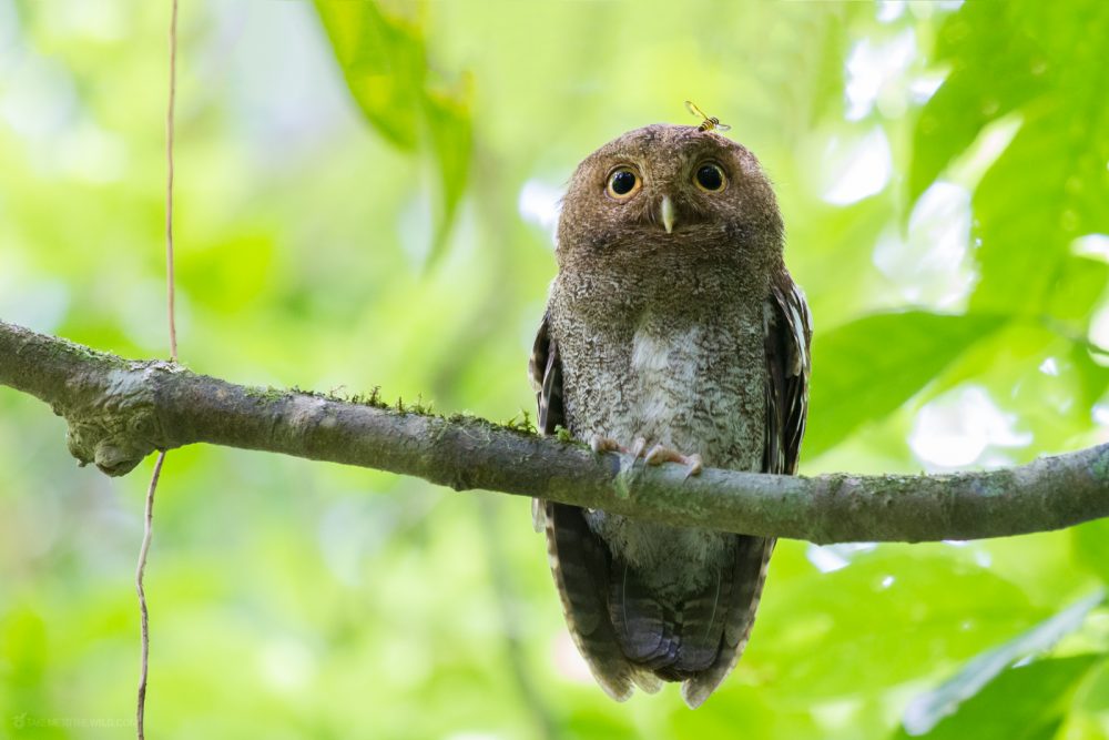 Vermiculated Screech-Owl perched on a branch with a bee in the lowlands of Costa Rica