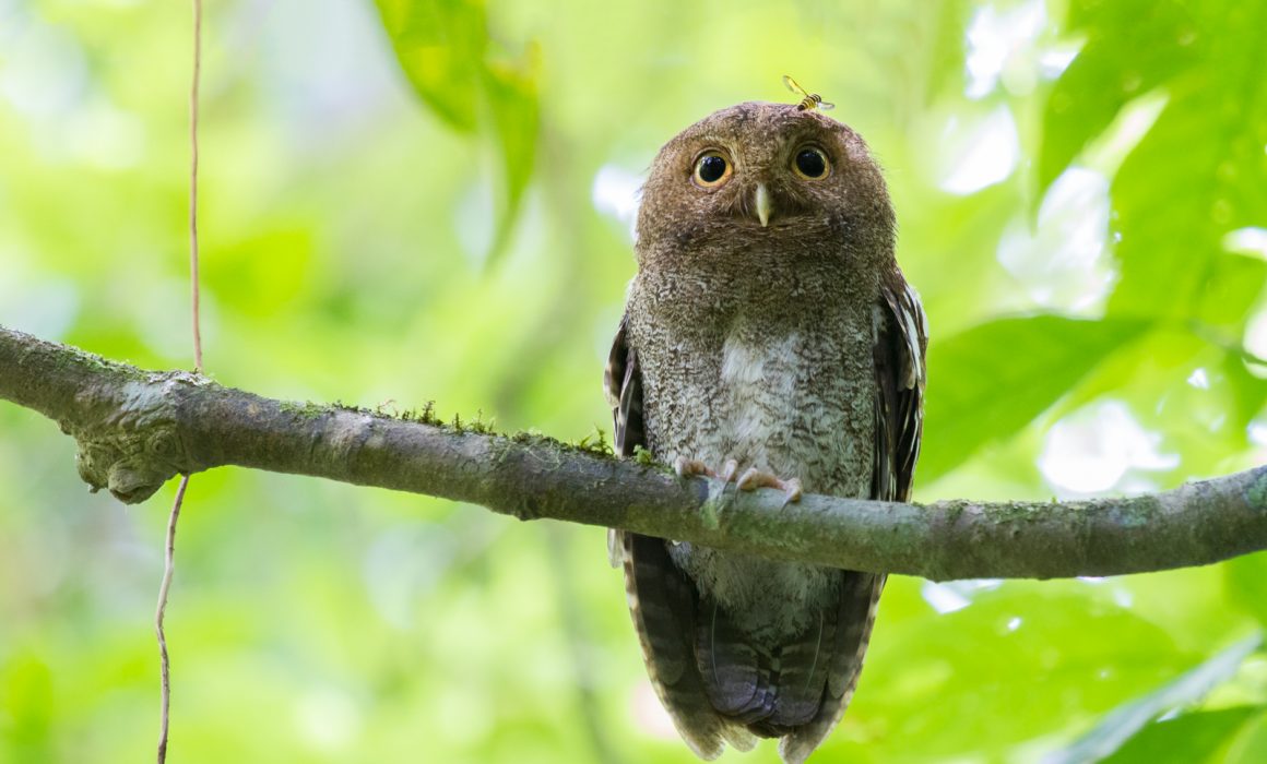 Vermiculated Screech-Owl perched on a branch with a bee in the lowlands of Costa Rica