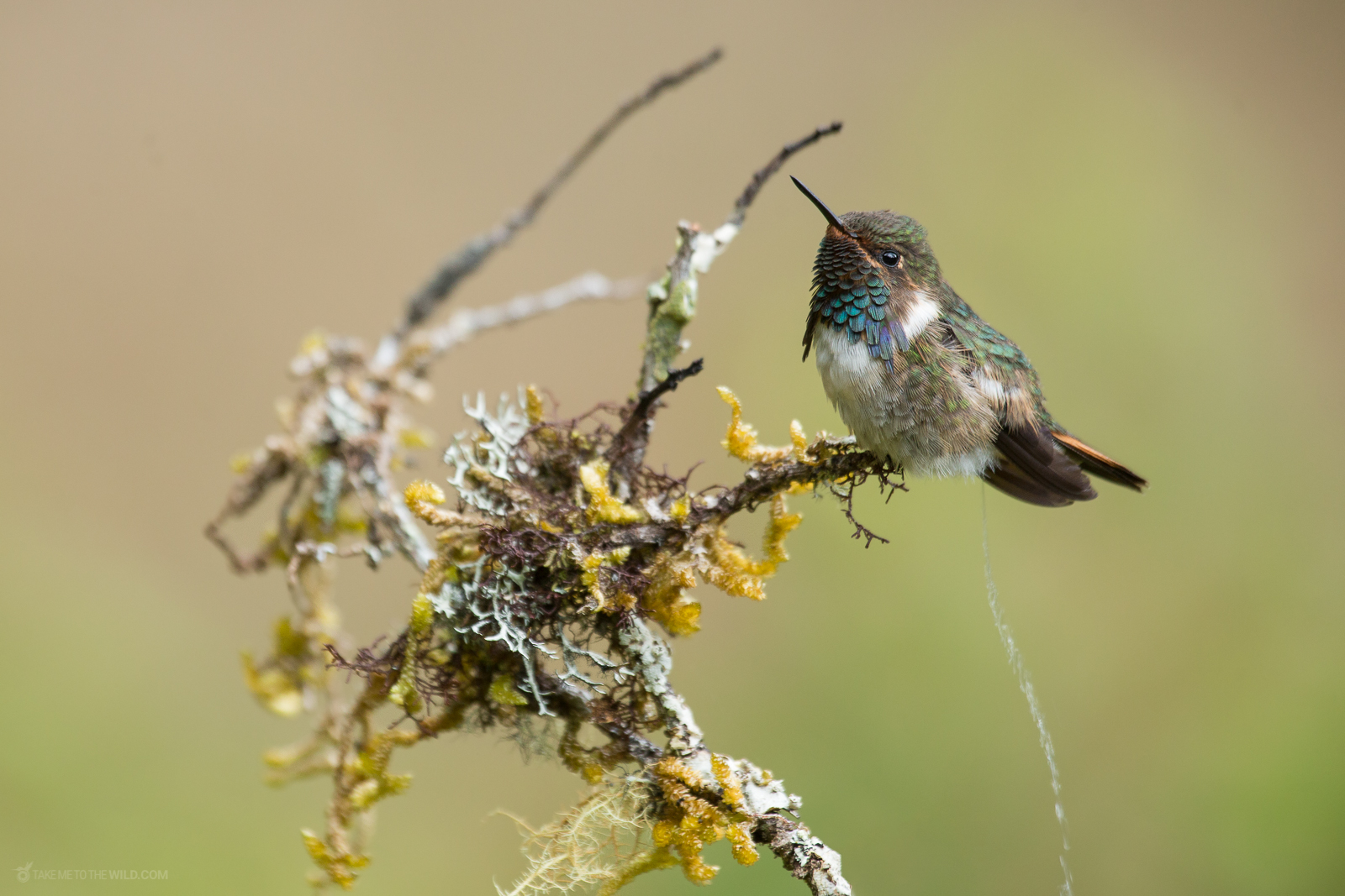 Volcano Hummingbird (Selasphorus flammula) male peeing in the highlands of Costa Rica.