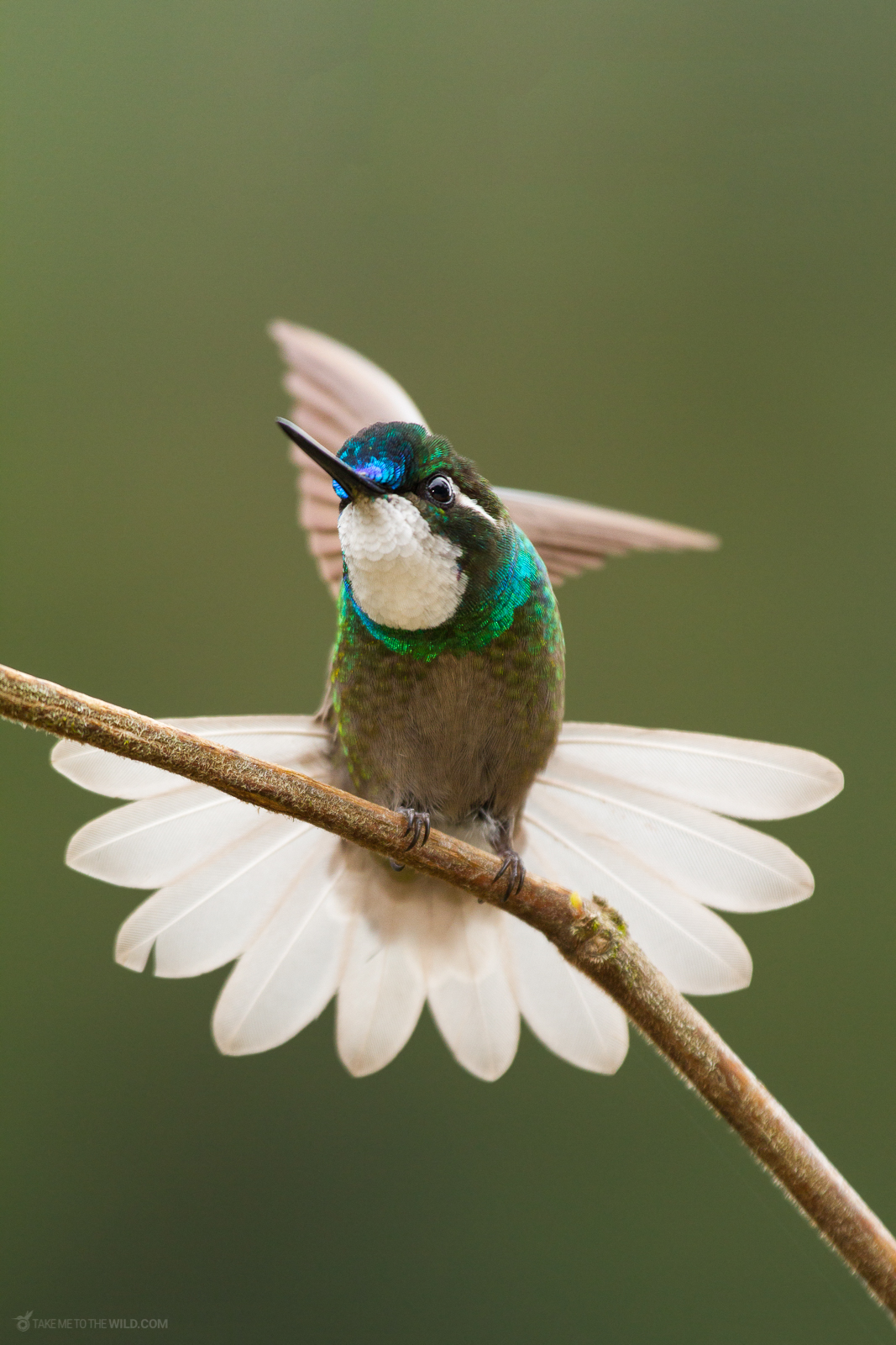 White-throated Mountaingem (Lampornis castaneoventris) perched on a branch at the highlands of Costa Rica