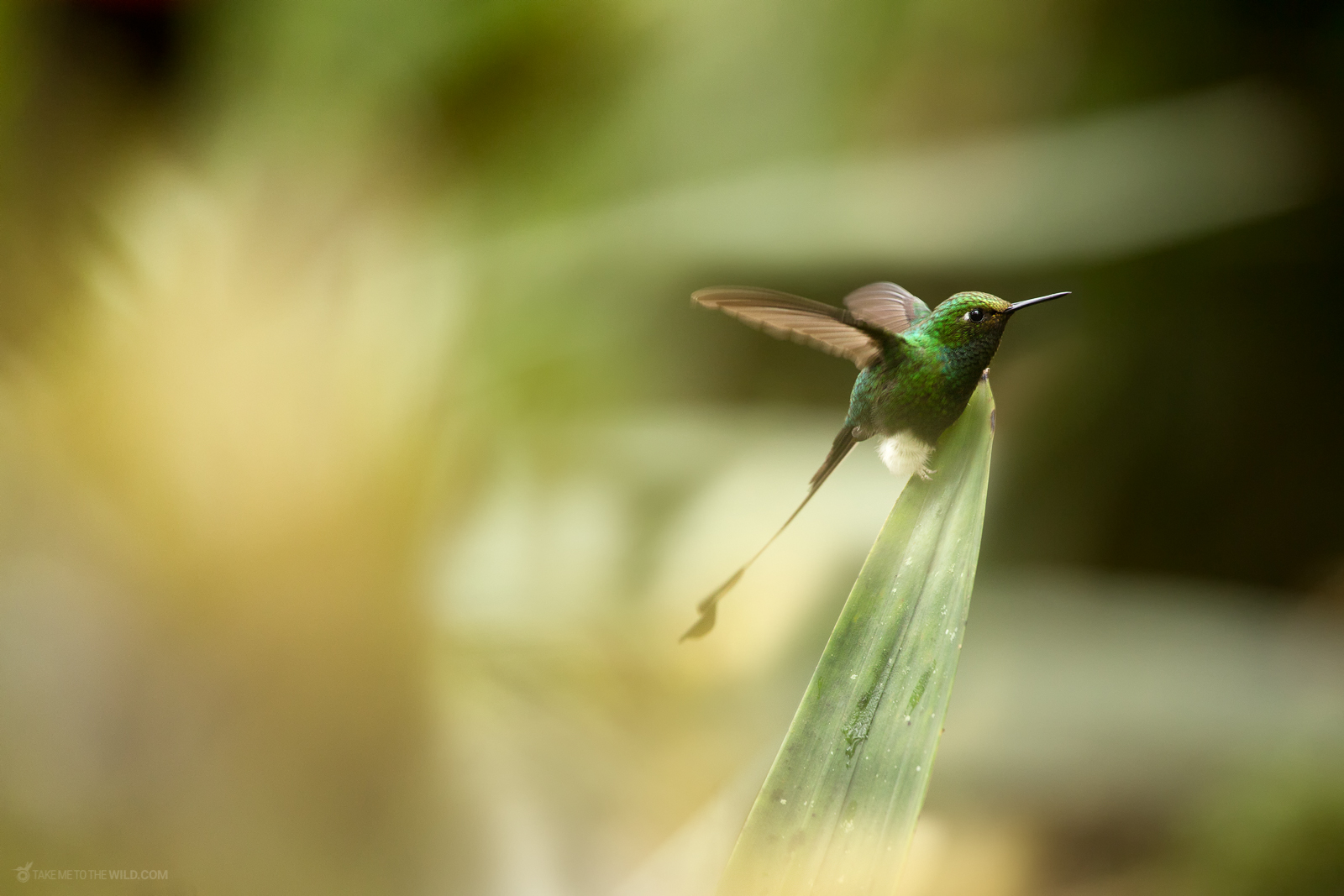 white-booted racket-tail (Ocreatus underwoodii) in flight under the morning light at Colombia
