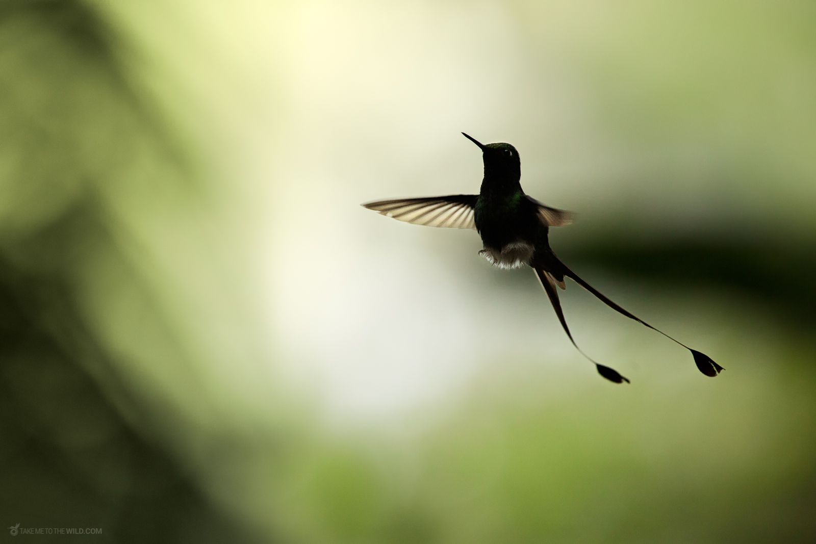 White-booted racket-tail (Ocreatus underwoodii) in flight under the morning light at Colombia