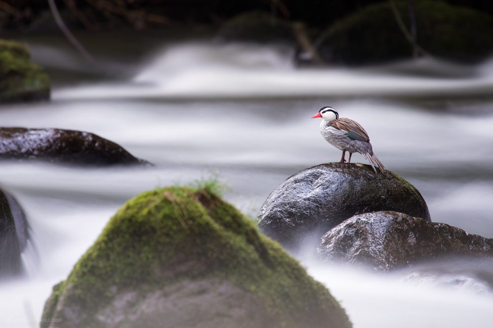 Torrent duck (Merganetta armata) male standing over a rock in the last hours of the day at the highlands of Colombia