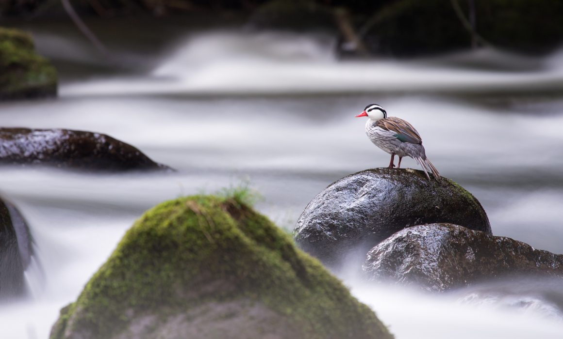 Torrent duck (Merganetta armata) male standing over a rock in the last hours of the day at the highlands of Colombia