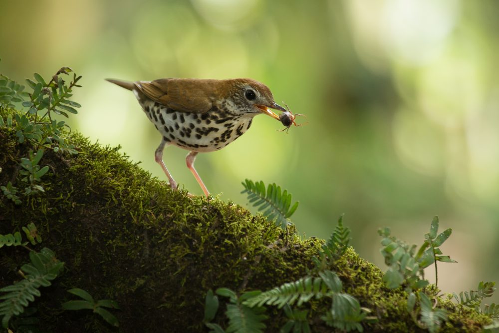 Wood Thrush (Hylocichla mustelina) with beetle at the low lands of Costa Rica, Guapiles