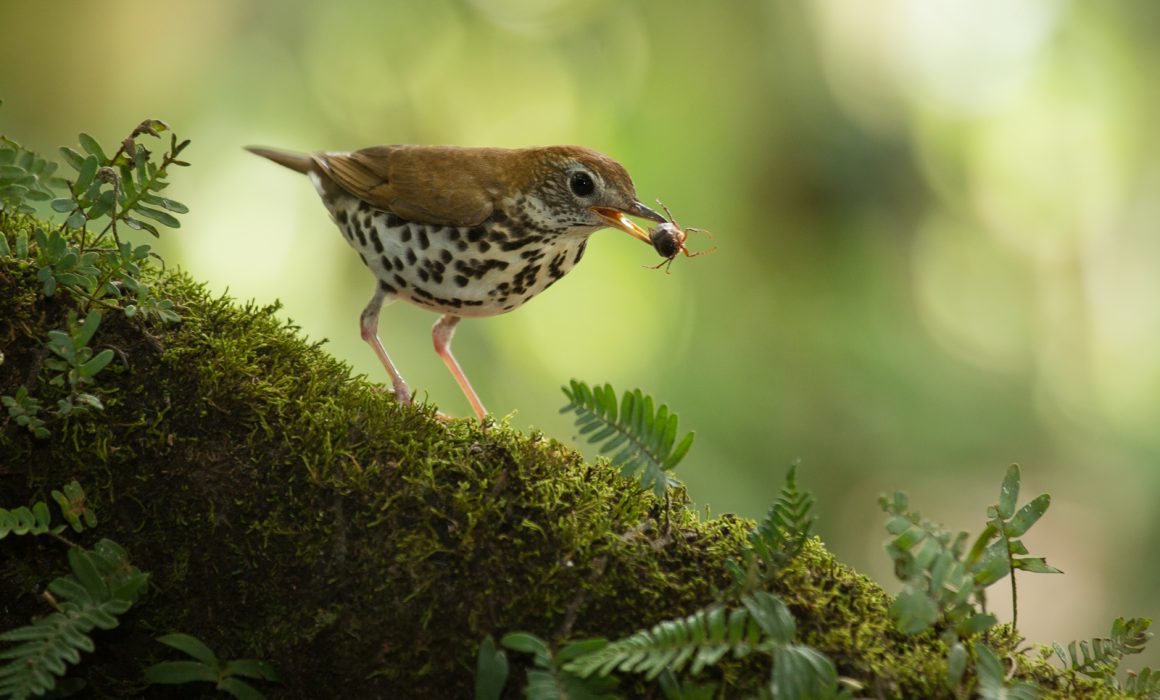 Wood Thrush (Hylocichla mustelina) with beetle at the low lands of Costa Rica, Guapiles
