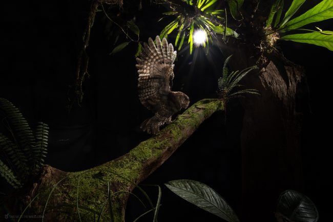 An owl sat perched, Old tree remain hollow